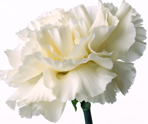 ���_�m�Ҽ����DŮ��(ji��)�жY��