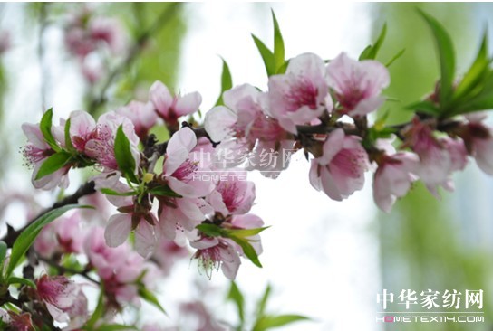 �����Gֲ ���ž�������