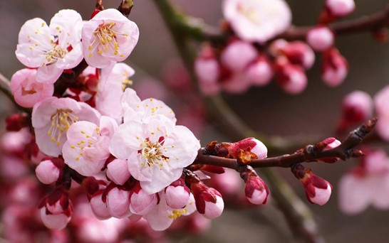 ���z�Ҽ������з۲ʡ��y�� �c����s��