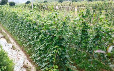 �����Ҽ����ٮ��ЙC(j��)���B(t��i)�r(n��ng)�f׌�T�����Ϸ��Ĳ�