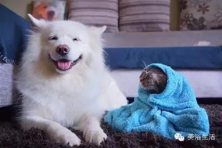 ��ԡ���ë�����Ԍ�����ë��Ҳ�����v����