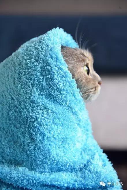 ��ԡ���ë�����Ԍ��ͣ�ë��Ҳ�����v����