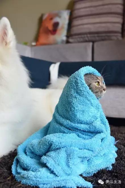 ��ԡ���ë�����Ԍ��ͣ�ë��Ҳ�����v����