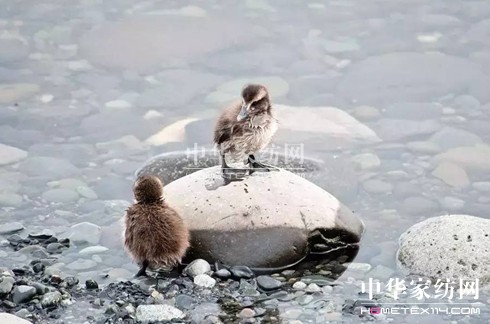 ���⣡27�f�I�²���Ҽ�"����"��"����"��