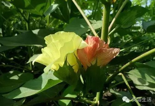 ��ԡ����Ƶ�Ĵ�����ë����ԡ���ʲô���ǰ�ɫ����