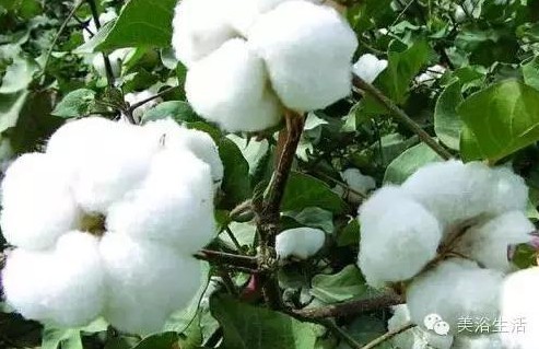 ��ԡ����Ƶ�Ĵ�����ë����ԡ���ʲô���ǰ�ɫ����