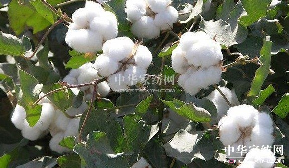 ��ԡ����������������Ļ�--�޻���