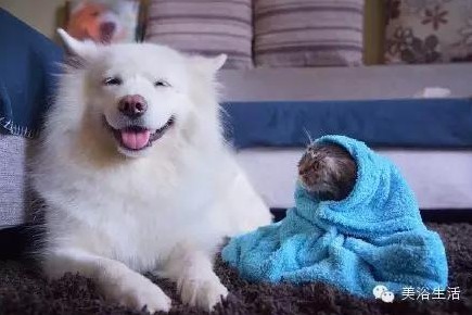 ��ԡ���ë�����Ԍ�����ë��Ҳ�����v����