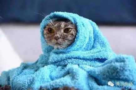 ��ԡ���ë�����Ԍ�����ë��Ҳ�����v����