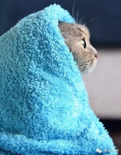 ��ԡ���ë�����Ԍ�����ë��Ҳ�����v����