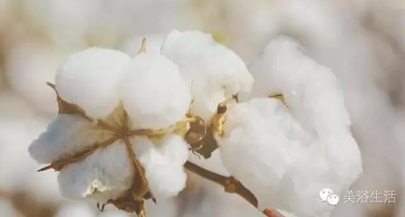 ��ԡ���Փһ�lë�����������B(y��ng)��