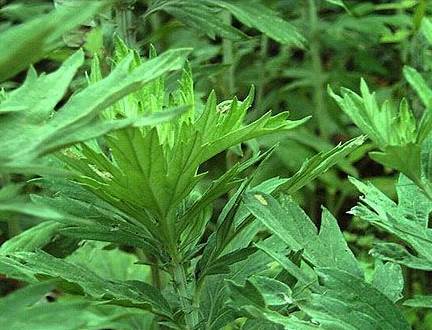 ���ľӼ�����ٛ(z��ng)���x�Ҽ����������B(y��ng)����