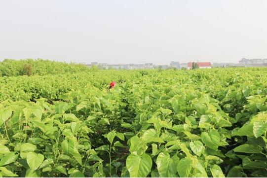 �X�ʽz�I�@��2017�Ї��Ҽ��Ӽ��\��Ʒ�ƪ������I(y��)��������ϵ�y(t��ng)�x���ЌmԷ�Q�z��