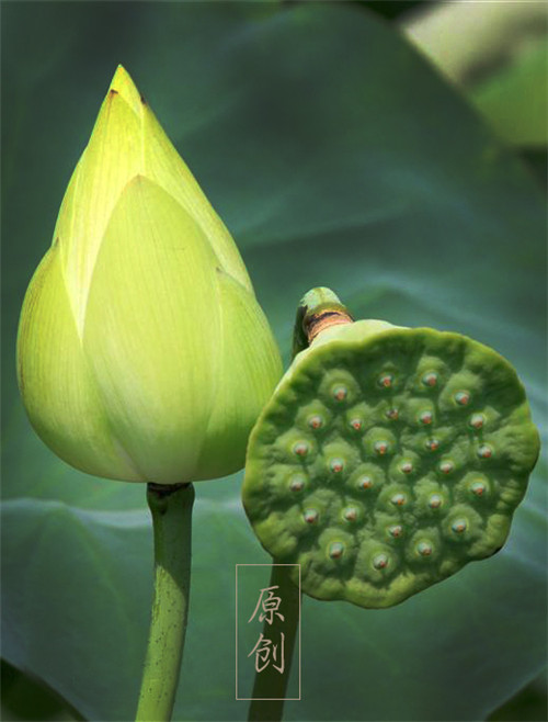 Ϧ��������