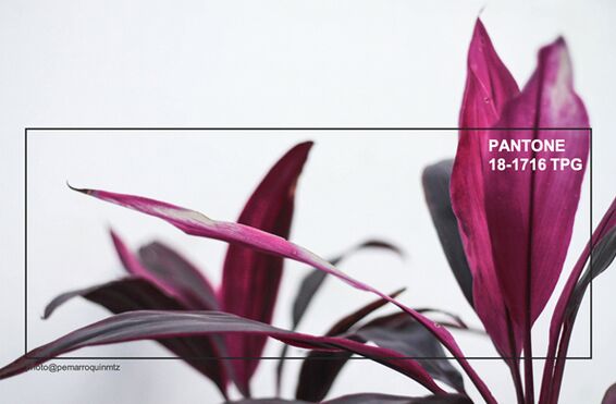 �҃�(n��i)����Ʒ�O(sh��)Ӌ(j��)ƫ��2019�ﶬ����ɫ�������ʼt